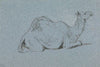 A Camel Resting, Side View to the Right