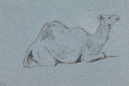 A Camel Resting, Side View to the Right