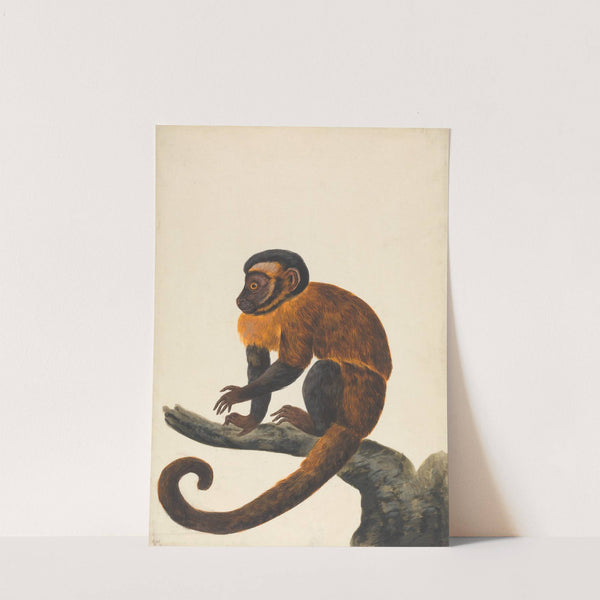 A Capuchin by Peter Paillou the younger