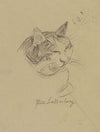 A cat’s head