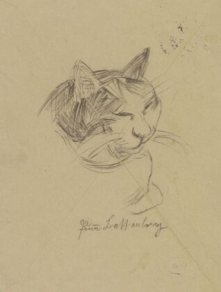 A cat’s head