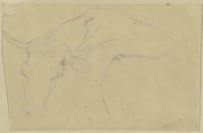 A cattle