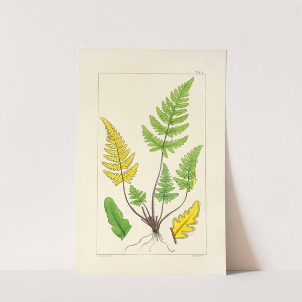 A century of ferns Pl.01 by William Jackson Hooker