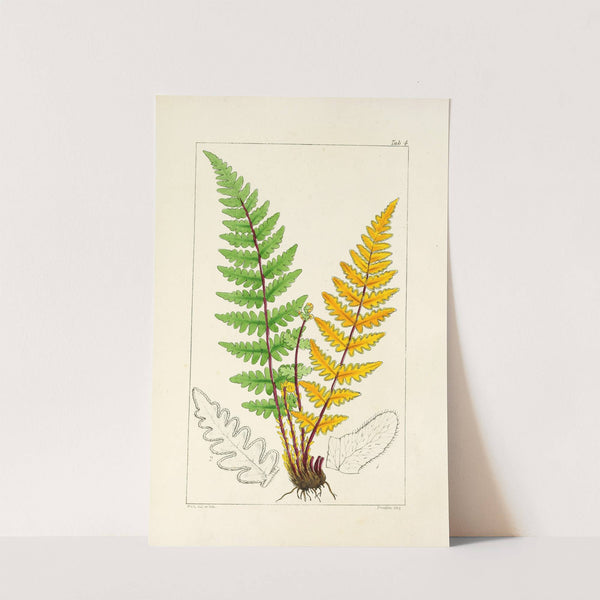 A century of ferns Pl.04 by William Jackson Hooker