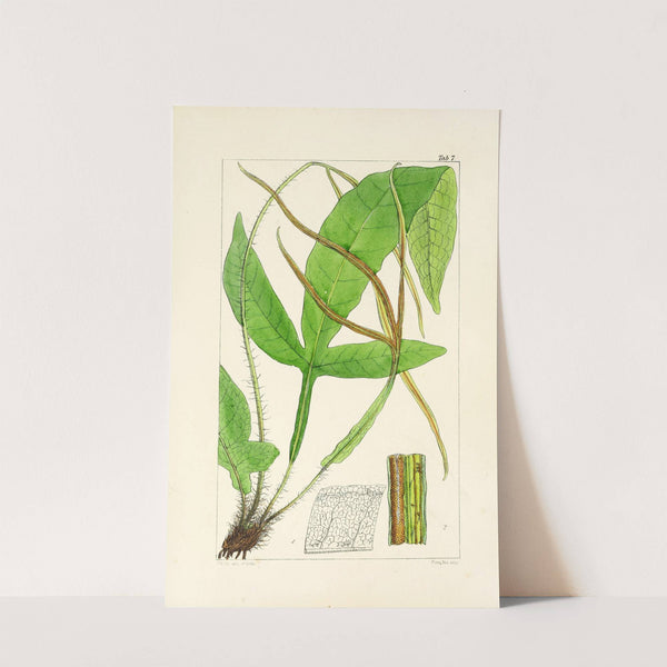 A century of ferns Pl.07 by William Jackson Hooker