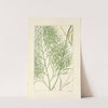 A century of ferns Pl.11 by William Jackson Hooker