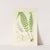 A century of ferns Pl.13 by William Jackson Hooker