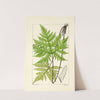 A century of ferns Pl.15 by William Jackson Hooker