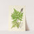 A century of ferns Pl.15 by William Jackson Hooker