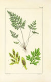 A century of ferns Pl.16