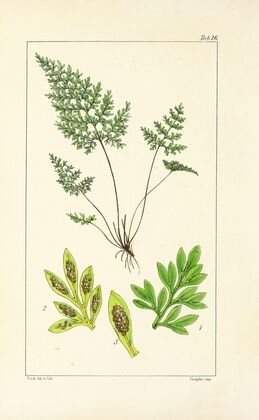 A century of ferns Pl.16