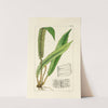 A century of ferns Pl.20 by William Jackson Hooker