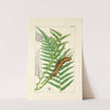 A century of ferns Pl.22 by William Jackson Hooker