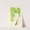 A century of ferns Pl.29 by William Jackson Hooker