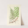 A century of ferns Pl.31 by William Jackson Hooker