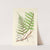 A century of ferns Pl.31 by William Jackson Hooker