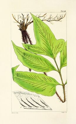 A century of ferns Pl.38