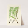 A century of ferns Pl.40 by William Jackson Hooker