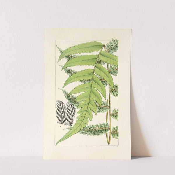 A century of ferns Pl.48 by William Jackson Hooker