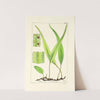 A century of ferns Pl.52 by William Jackson Hooker