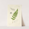 A century of ferns Pl.53 by William Jackson Hooker