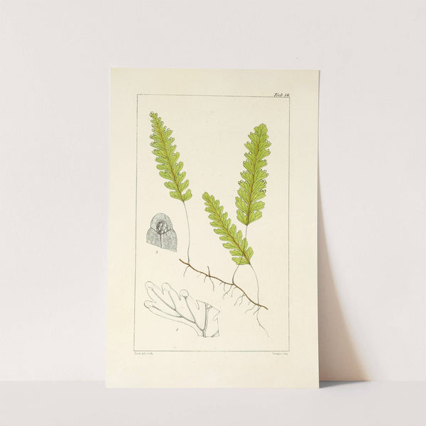 A century of ferns Pl.54 by William Jackson Hooker