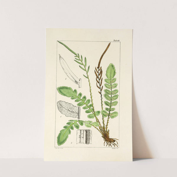 A century of ferns Pl.58 by William Jackson Hooker