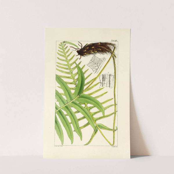 A century of ferns Pl.67 by William Jackson Hooker