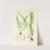 A century of ferns Pl.68 by William Jackson Hooker