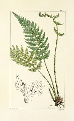 A century of ferns Pl.73