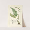 A century of ferns Pl.73 by William Jackson Hooker