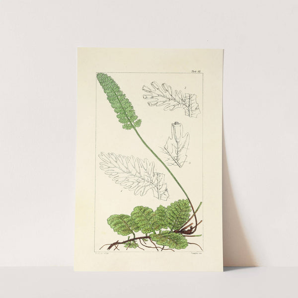 A century of ferns Pl.77 by William Jackson Hooker