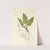 A century of ferns Pl.78 by William Jackson Hooker