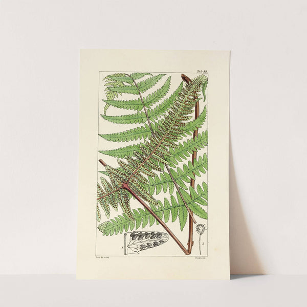 A century of ferns Pl.85 by William Jackson Hooker