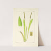 A century of ferns Pl.91 by William Jackson Hooker