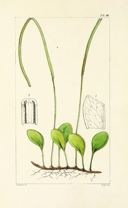 A century of ferns Pl.92