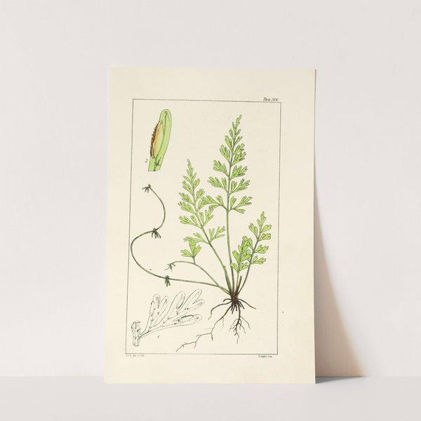 A century of ferns Pl.96 by William Jackson Hooker
