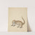 A Coatimundi by James Sowerby