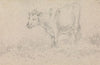 A Cow