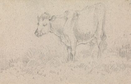 A Cow
