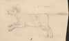 A Cow