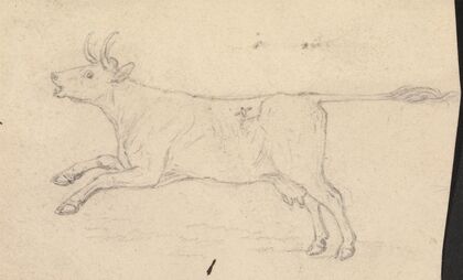 A Cow