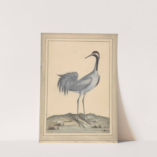 A Crane by William Hayes