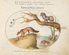 A Cross Fox, a Hyena;Baboon, a ‘Sea Wolf,’ and a Gulon (Wolverine) (1575-1590)