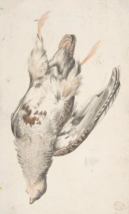 A Dead Bird Seen from Below