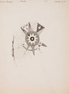 A Decoration on Robe (1891)