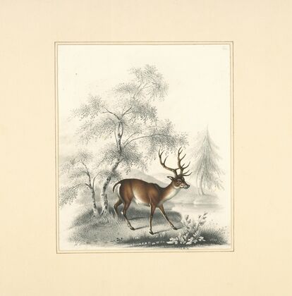 A deer