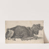A Dog (17th century) by Cornelis Saftleven