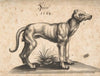 A Dog Looking to the Right