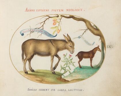 A Donkey and a Mule (1575-1590)